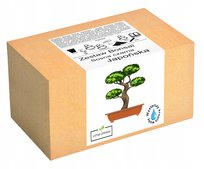 Zestaw do uprawy Bonsai Sosna Czarna Japońska