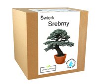 Zestaw do uprawy Bonsai świerk srebrny drzewko