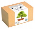 Zestaw do uprawy drzewka Bonsai Klon Palmowy liść - Inny producent
