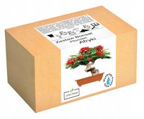 Zestaw do uprawy drzewka Bonsai Płomień Afryki