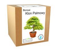 Zestaw Do Uprawy Drzewko Bonsai Klon Palmowy Liść