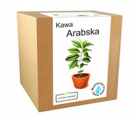 Zestaw Do Uprawy Kawa Arabica Drzewo Kawowe Ziarna