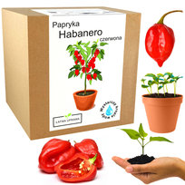 Zestaw Do Uprawy Papryka Chili Habanero Czerwona