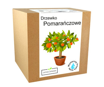 Zestaw Do Uprawy Pomarańcza Drzewko Pomarańczowe - Inny producent