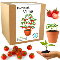 Zestaw Do Uprawy Pomidor Vilma Pomidory Koktajlowe