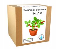 Zestaw Do Uprawy Poziomka Domowa Rugia Nasionka
