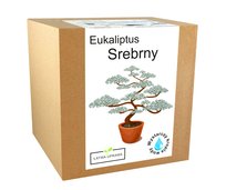 Zestawe Do Uprawy Eukaliptus Niebieski Srebrny