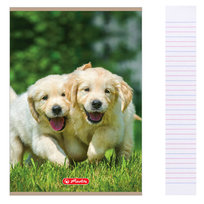 Zeszyt A5 32k w 3 linie kolorowe Animals HERLITZ