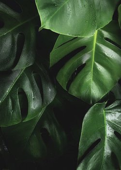 Zielona Monstera - Plakat - Nice Wall