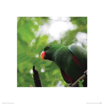 Zielona Papuga - Reprodukcja - Nice Wall