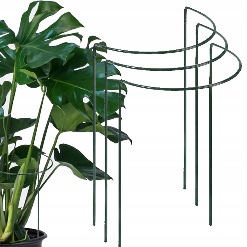 monstera deliciosa liebmann Luna's Leaf Co main image 0