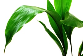 anthurium magnificum x papillilaminum Anthurium Papillilaminum x Magnificum — Aroidasia main image 1