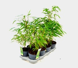 Bambus Fargesia Mrozoodporny P14 - DIXIE STORE | Sklep EMPIK.COM