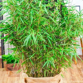 bananenpflanze indoor Bananenpflanze online kaufen  MyZimmerpflanze.de