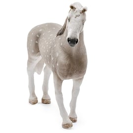 ヤノッシュ様 SLH13859 Schleich Horse Club - Koń wałach rasa Holsztyńska