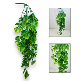 philodendron bifurcatum Staghorn Fern Wood Crate Basket main image 0