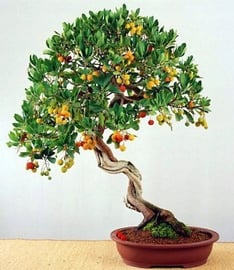 na bonsai Drzewko Truskawkowe (Arbutus Unedo) do ogrodu, na taras i do domu  - DobreNasiona.pl | Sklep EMPIK.COM