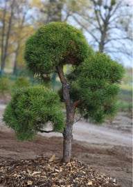 SOSNA CZARNA PINUS NIGRA Sadzonki 30-40cm Bonsai - Inna marka | Sklep  EMPIK.COM