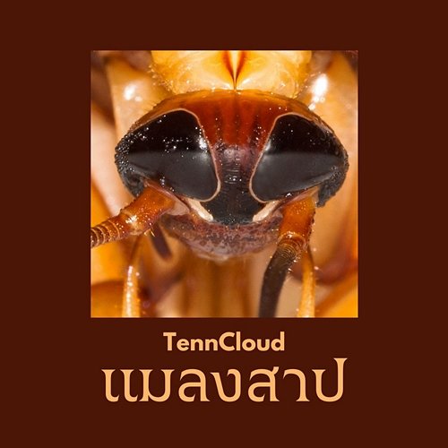 แมลงสาป TennCloud