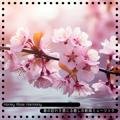 春の訪れを感じる癒しの新緑ミュージック Honey Rose Harmony
