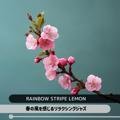 春の風を感じるリラクシングジャズ Rainbow Stripe Lemon