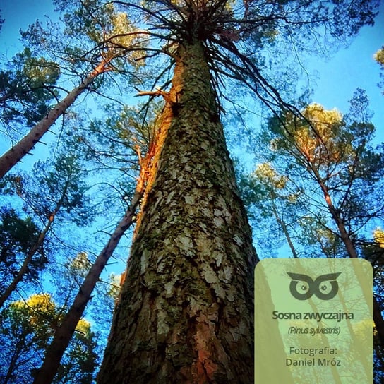 #1 Dlaczego drzewa rosną tak wysoko? -  Opowiadania przyrodnicze dla dzieci, które ciągle pytają "dlaczego?" Bliżej Lasu - podcast Mróz Daniel