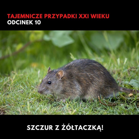 #10 Szczur z żółtaczką! | Tajemnicze przypadki XXI wieku - Ciekawe przypadki medyczne - podcast Zieliński Kamil