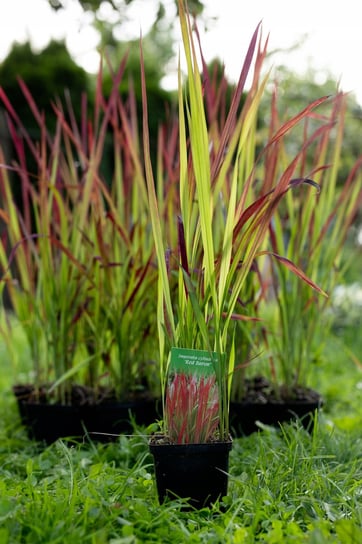 10 X Ozdobna TRAWA IMPERATA CYLINDRYCZNA Red Baron Perfekt Klik