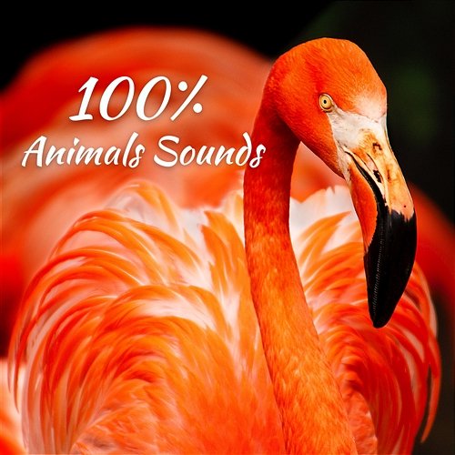 100% Animals Sounds: Awesome Wild Nature for Relaxation Relaxing Nature Sounds Collection, Sound Effects Zone