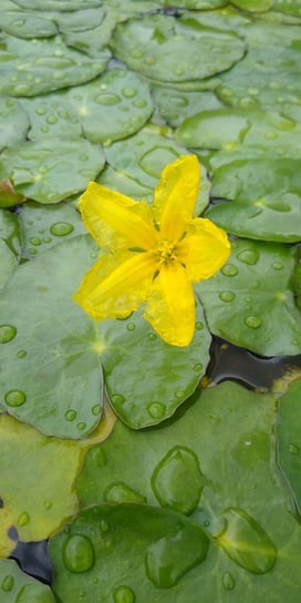 10x GRZYBIEŃCZYK WODNY mini lilia wodna staw oczko Perfekt Klik