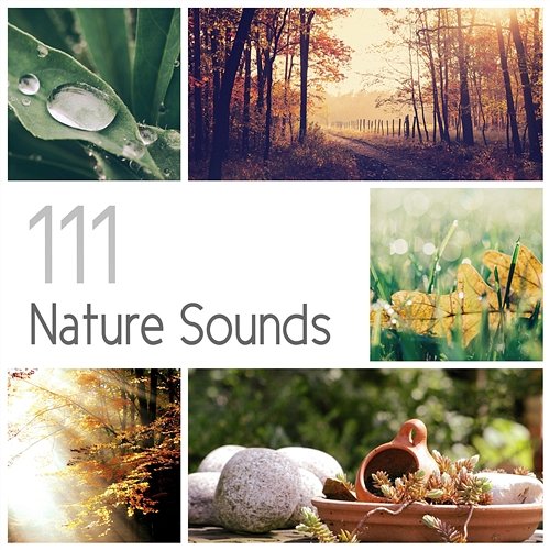 111 Nature Sounds: Over 6 Hours Relaxation Therapy Music for Sleep, Meditation, Massage and Study (Rain, Thundesrtorm, Ocean, Birds, Wind, Crickets & Bells) Sound of Nature Library, Relaxing Music Pro Effects Unlimited