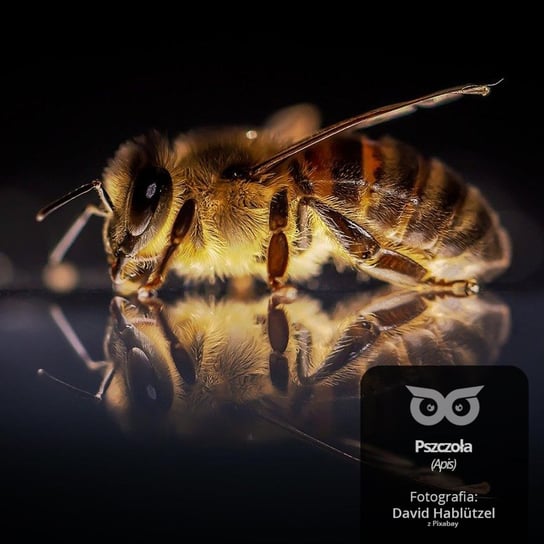 #13 Czy zimą pszczoły też są pracowite? - czyli jak zimują bezkręgowce -  Opowiadania przyrodnicze dla dzieci, które ciągle pytają "dlaczego?" Bliżej Lasu - podcast Mróz Daniel