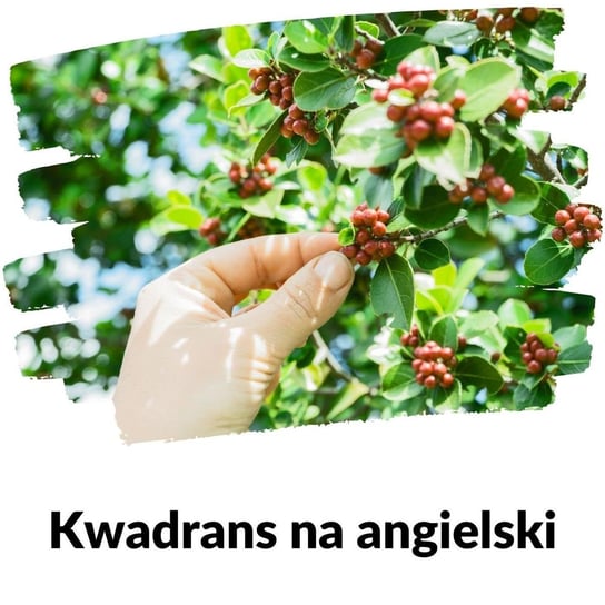 #163 zbieranie owoców - Lekcja 163 - Kwadrans na angielski - podcast Marciniak Szymon