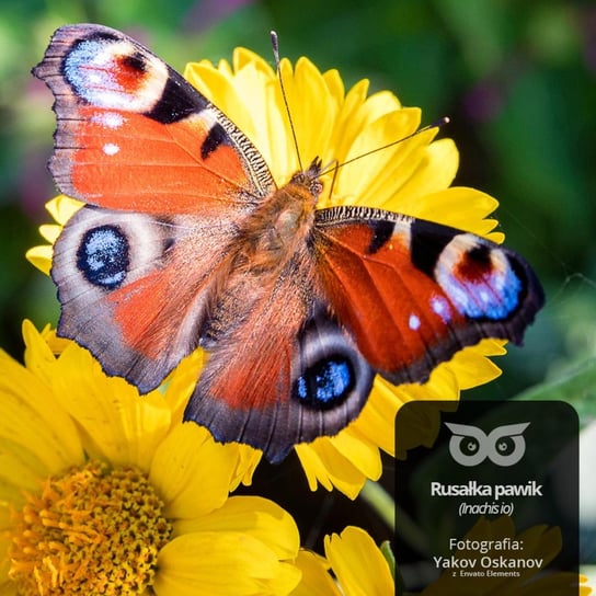 #22 Dlaczego motyle rozkładają skrzydła? - Opowiadania przyrodnicze dla dzieci, które ciągle pytają "dlaczego?" Bliżej Lasu - podcast Mróz Daniel