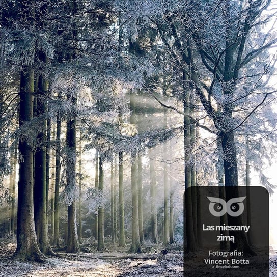 #23 Czy zimą drzewom jest zimno? - Opowiadania przyrodnicze dla dzieci, które ciągle pytają "dlaczego?" Bliżej Lasu - podcast Mróz Daniel