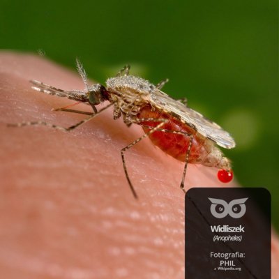 #25 Po co są komary? - Opowiadania przyrodnicze dla dzieci, które ciągle pytają "dlaczego?" Bliżej Lasu - podcast Mróz Daniel