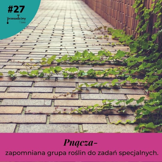 #26 Pnącza- zapomniana grupa roślin do zadań specjalnych - Przesadzony podcast - podcast Wypiorczyk Żaneta, Kaczmarek Izabela