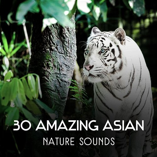 30 Amazing Asian Nature Sounds – Healing Music for Deep Sleep, Chakra Balancing, Guided Meditation, Inner Energy, Oriental Spa Music Natural Surroundings Academy