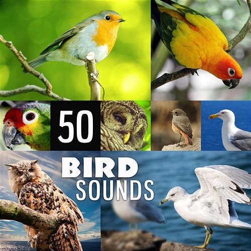 50 Bird Sounds: Pure Echoes of Relaxing Nature Absolutely Relaxing Oasis