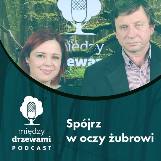 #50 Spójrz w oczy żubrowi [prof. Krzysztof Anusz, SGGW] - Między drzewami - podcast Opracowanie zbiorowe