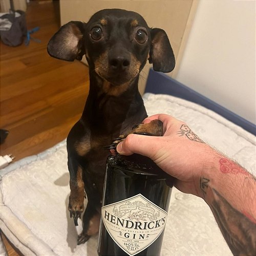 50gin Raspyy & Offpatt