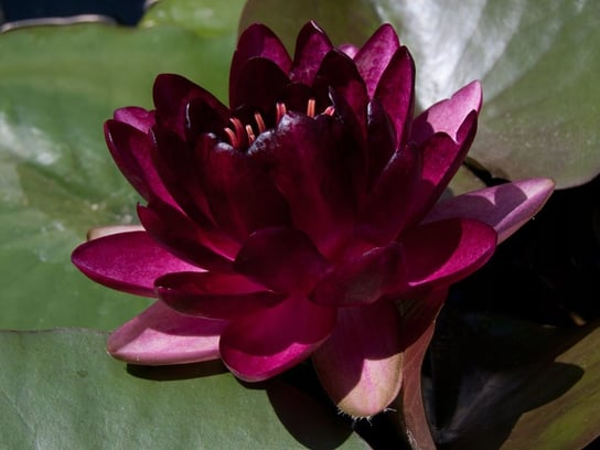 5x Lilia wodna ALMOST BLACK wodne rośliny do oczka Perfekt Klik