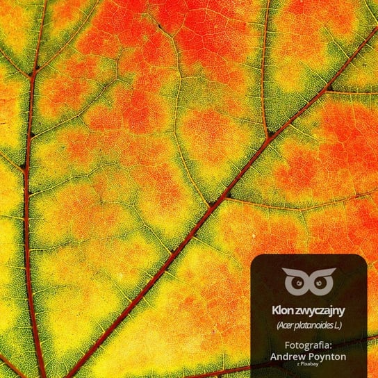 #6 Dlaczego jesienią liście są kolorowe? -  Opowiadania przyrodnicze dla dzieci, które ciągle pytają "dlaczego?" Bliżej Lasu - podcast Mróz Daniel