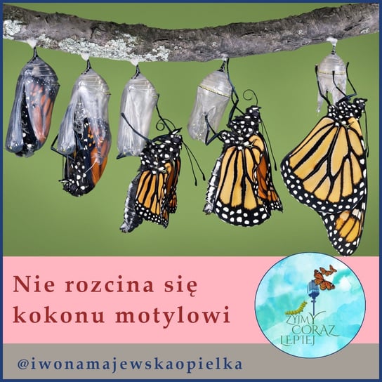 #883 Nie rozcina się kokonu motylowi - Żyjmy Coraz Lepiej - podcast Majewska-Opiełka Iwona, Kniat Tomek