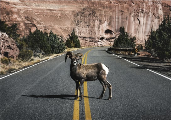 A bighorn sheep, Carol Highsmith - plakat 84,1x59,4 cm Galeria Plakatu