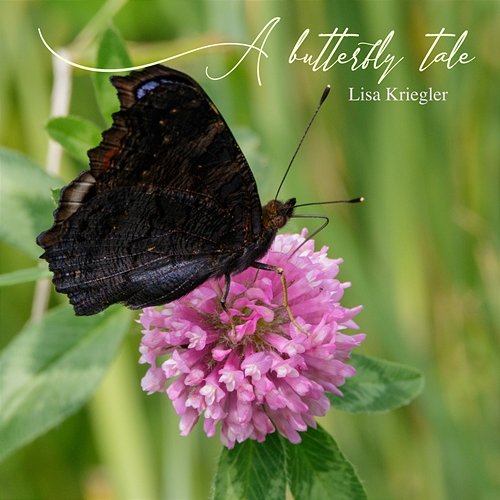 A butterfly tale Lisa Kriegler