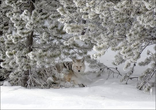 A coyote blends into its surroundings in mid-winter in Yellowstone National Park in northern Wyoming., Carol Highsmith - plakat 42x29,7 cm Galeria Plakatu