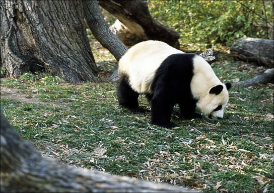 A giant panda, the star attraction at the Smithsonian Institution’s National Zoo, Carol Highsmith - plakat 100x70 cm Galeria Plakatu