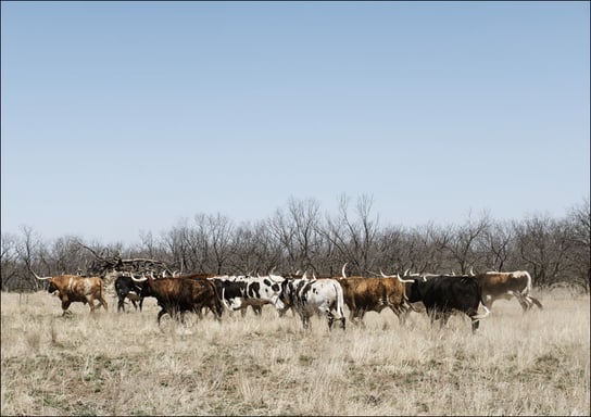 A herd of longhorn cattle grazing near the Fort Griffin town site., Carol Highsmith - plakat 100x70 cm Galeria Plakatu