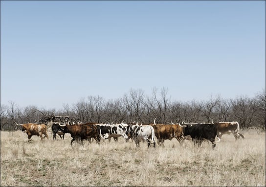 A herd of longhorn cattle grazing near the Fort Griffin town site., Carol Highsmith - plakat 50x40 cm Galeria Plakatu